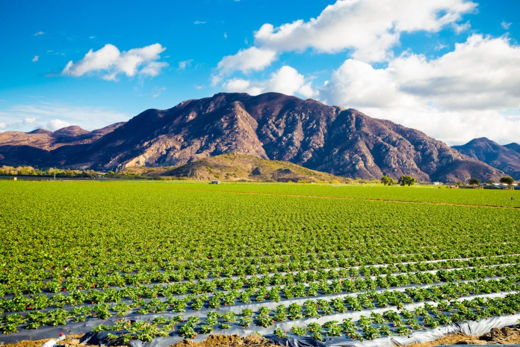 Strawberry field on a farm against some dramatic mountains make for a unique landscape image of Southern California.